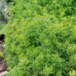 lakritz-tagetes.webp
