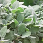 silbersalbei.webp