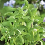 stevia-suesskraut.webp