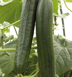 Gurke Lucky Cucumber