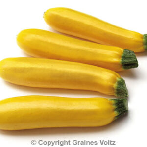 Zucchini Sebring